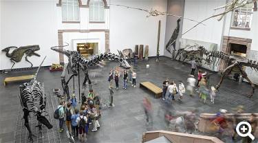 Sven Tränkner, Senckenberg