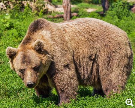 Bär © pixabay.com