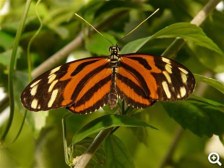 Passionsfalter © pixabay.com