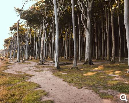 Gespensterwald © unsplash.com