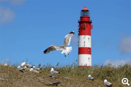 Leuchtturm Amrum © pixabay.com
