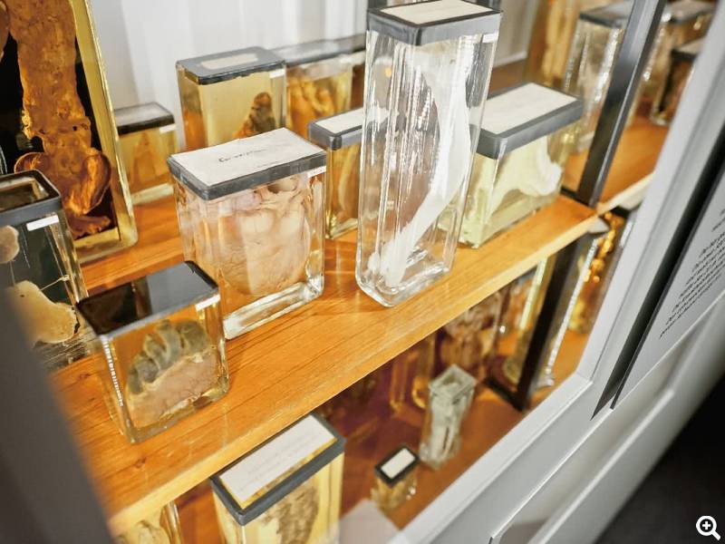 Ausstellung Organe
