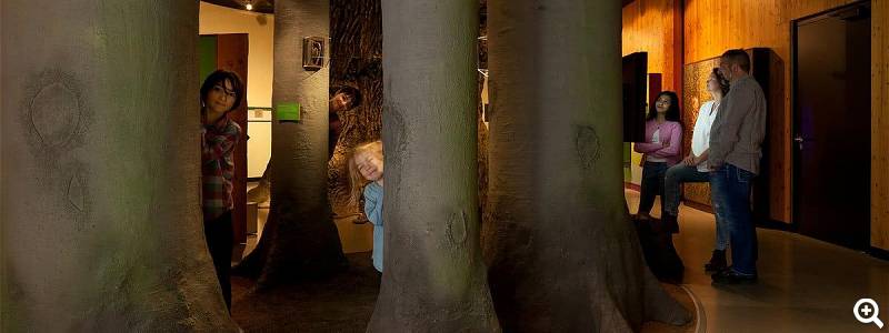 Thema Natur: Der Buchenwald - © Müritzeum Waren, Foto: MirkoRunge