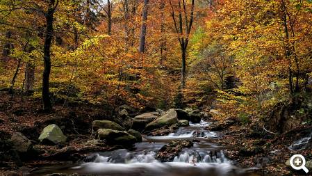 Nationalpark Harz © unsplash.com