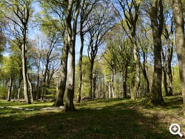 Nationalpark Jasmund Wald bei Sonnenschein