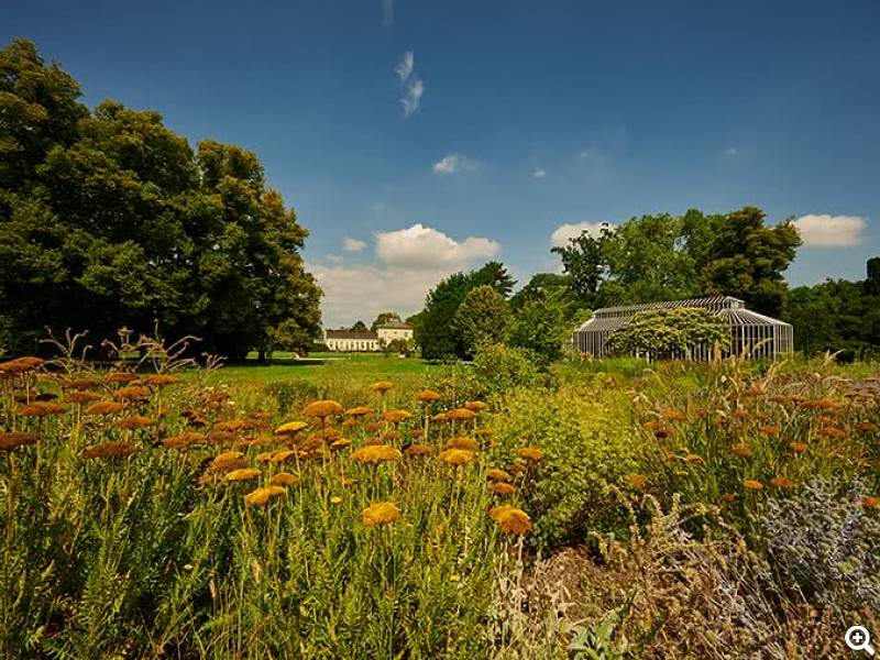 Blumenwiese