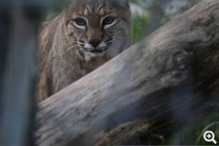 Tierpark Finsterwalde © pixabay.com