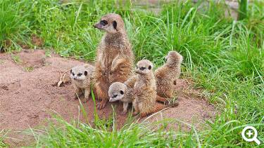 Erdmännchen mit Jungtieren - © Zoo Leipzig