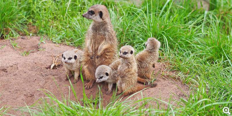 Erdmännchen mit Jungtieren - © Zoo Leipzig