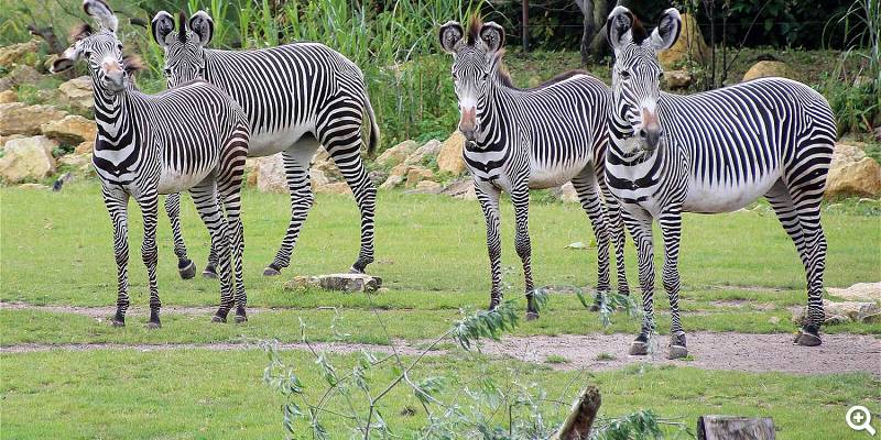 Grevy-Zebra-Gruppe - © Zoo Leipzig