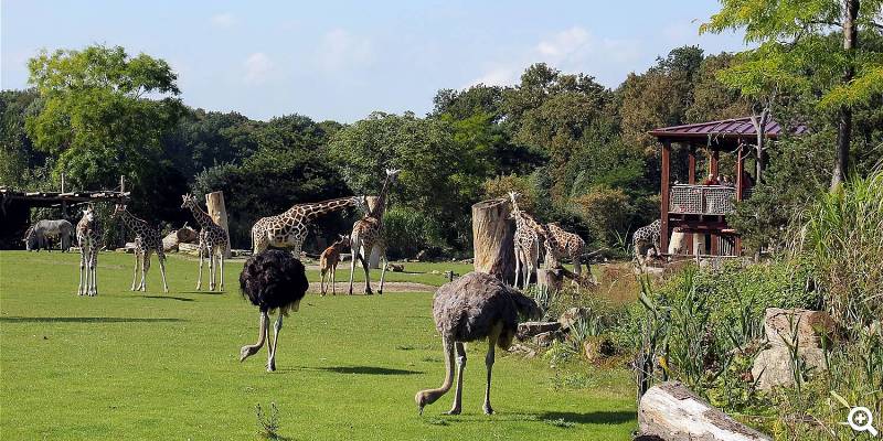 Kiwara-Savanne - © Zoo Leipzig