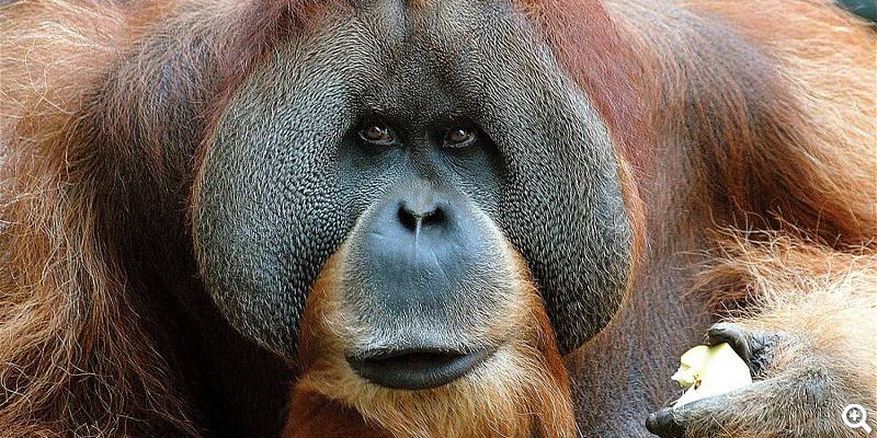 Bimbo der Orang-Utan - © Zoo Leipzig