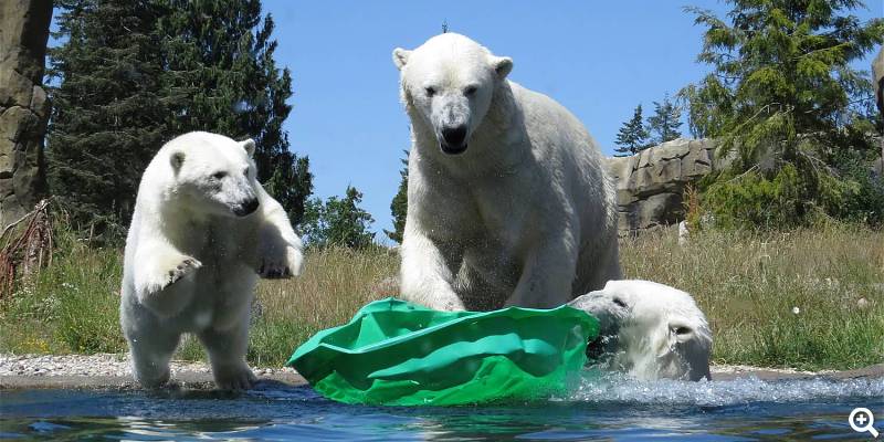 Eisbären - ©Zoo Rostock, Foto: Hentschel
