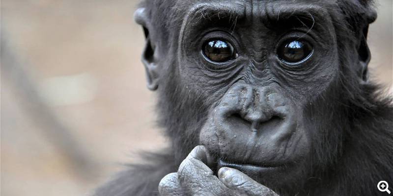 Gorilla Moyo - ©Zoo Rostock, Foto: Seemann