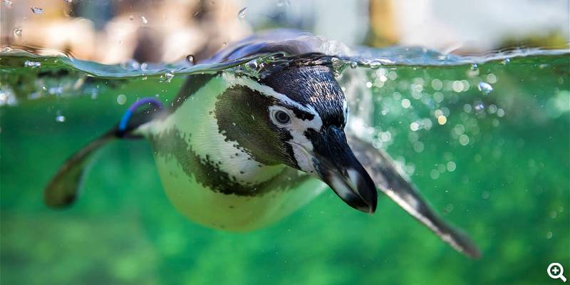 Humboldtpinguin - ©Zoo Rostock, Foto: Mario Müller