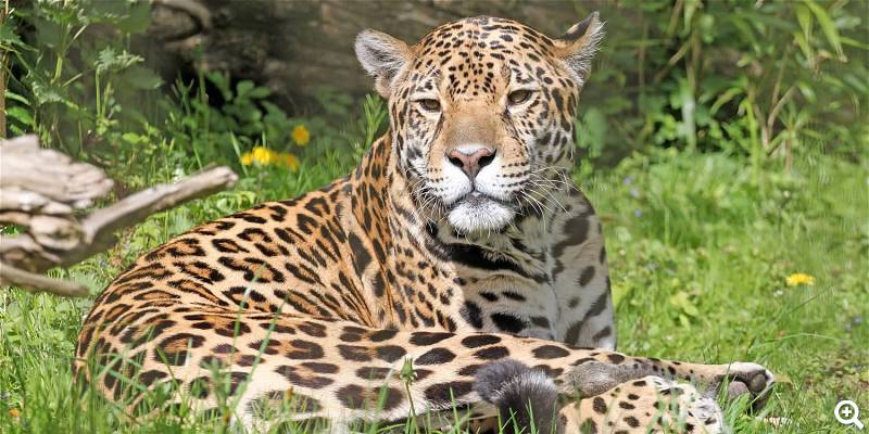 Jaguar - ©Zoo Rostock, Foto: Braun