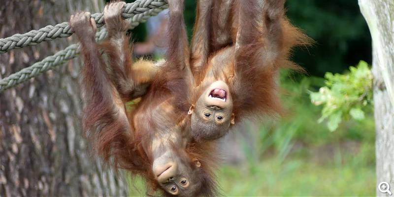 Orang-Utans - ©Zoo Rostock, Foto: Genilke