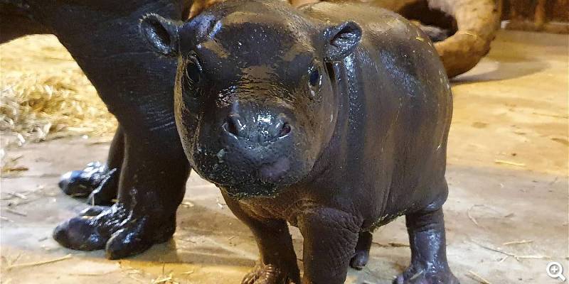 Nachwuchs beim Zwergflusspferd - ©Zoo Rostock, Foto: Braun