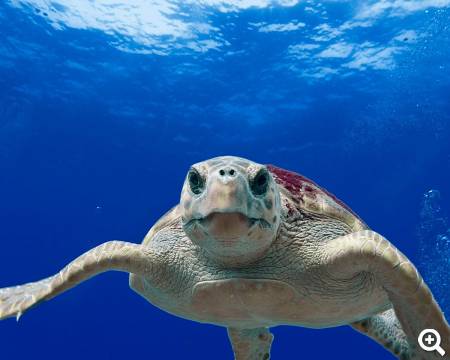 Schildkröte © pixabay.com