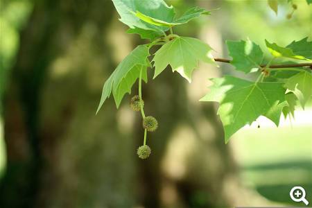 Arboretum Trsteno © pixabay.com