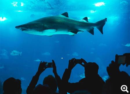 Blue Reef Aquarium Newquay © pexels.com