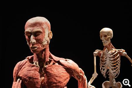 BODY WORLDS Amsterdam © unsplash.com