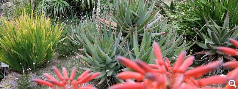 Aloe Vera-Pflanze