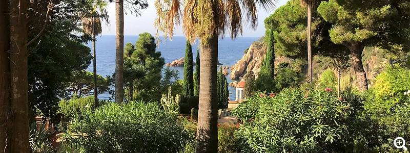 Palmen - Foto: Jardí Botànic Marimurtra Blanes