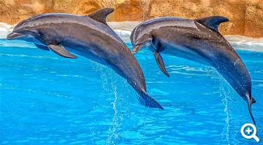 So könnte Ihre Delfinshow aussehen ... Foto: analogicus auf Pixabay