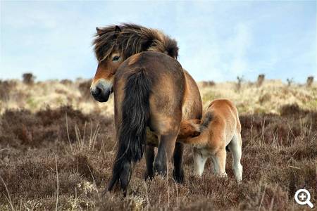Exmoor-Nationalpark Südengland © pixabay.com