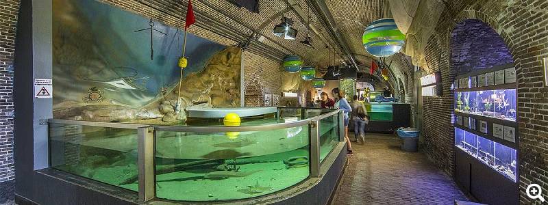 Schauen Sie sich die Ausstellung der Aquarien an. Foto: Fort Kijk Duinhus Duinen