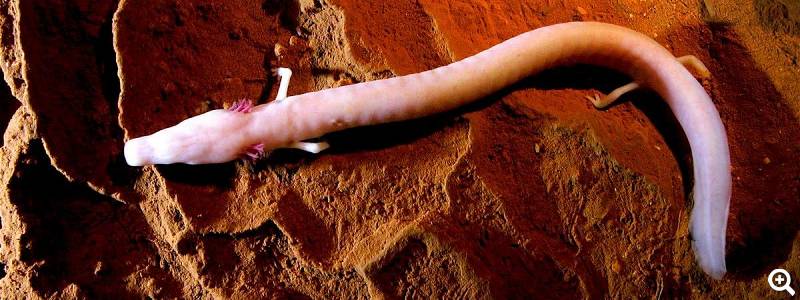 Grottenolm - vielleicht bekommen Sie einen zu Gesicht, wenn Sie die Grotte einmal besuchen © Baredine Cave