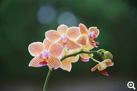 Hortus Botanicus Leiden © unsplash.com