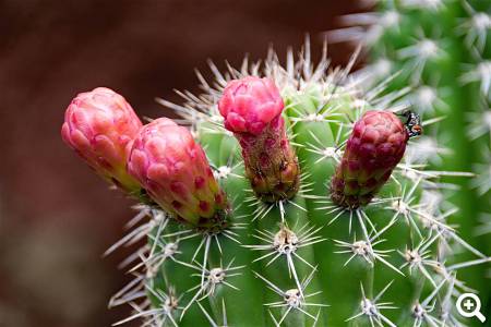 Jardin Exotique Monaco © pixabay.com