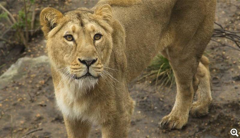 Eine stattliche Raubkatze, eie indisch-asiatische Löwin © ZSL London Zoo