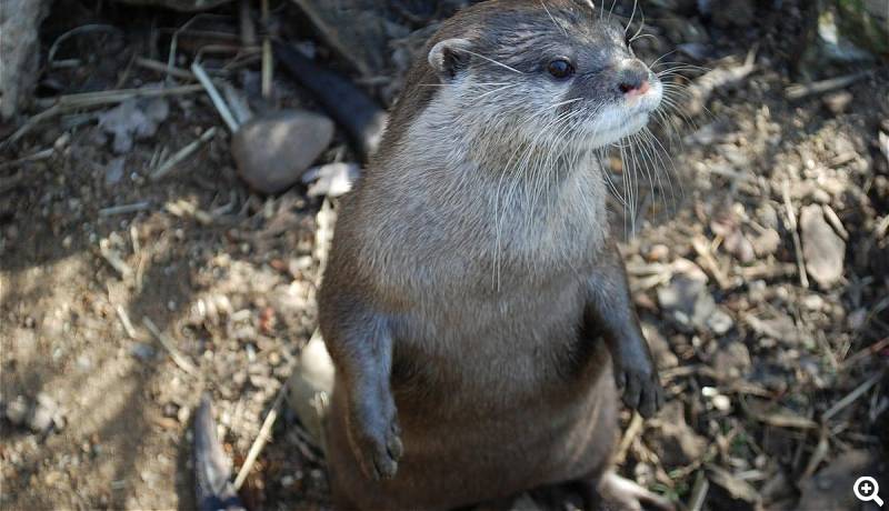 Otter © ZSL London Zoo