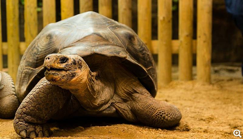 Bewundern Sie u.a. auch Reptilien wie Schildkröten © ZSL London Zoo