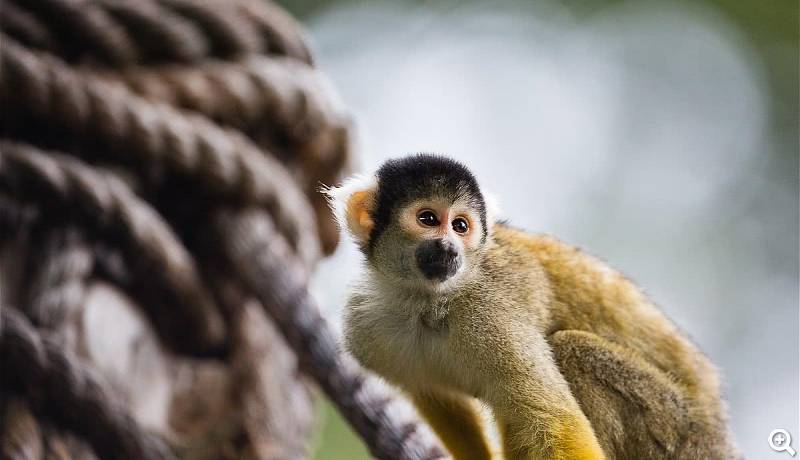 Totenkopfäffchen © ZSL London Zoo