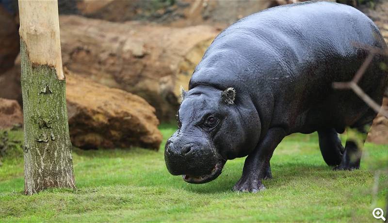 Zwerghippo © ZSL London Zoo