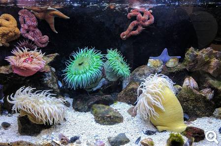 Musee Aquarium Arcachon © pixabay.com
