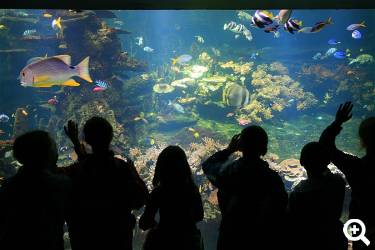Bestaunen Sie u. a. das Aquarium © Nausicaá, Foto: FLAMENT
