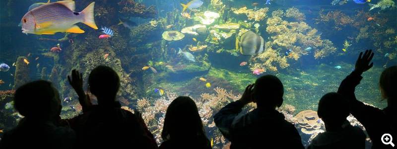 Bestaunen Sie u. a. das Aquarium © Nausicaá, Foto: FLAMENT