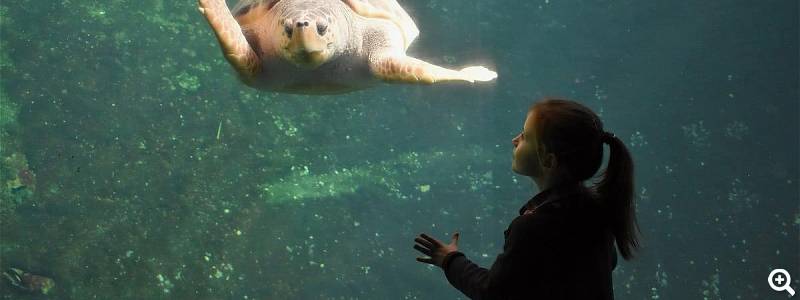 Schildkröte: Meeresbewohner fast zum Greifen nah © Louise Merlier