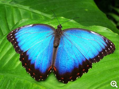 Schmetterling © pixabay.com