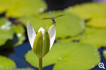 Prag Botanische Gärten © pixabay.com