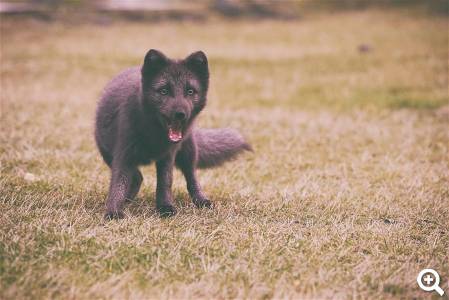 Reykjavik Family-park and Zoo © unsplash.com