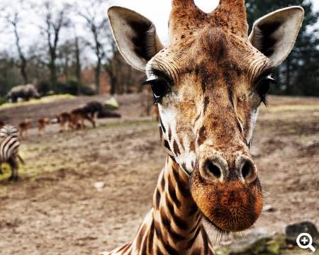 Giraffe © unsplash.com