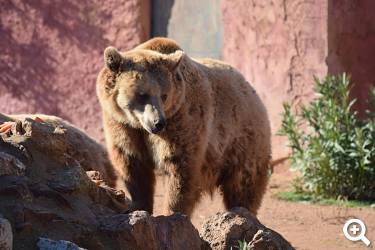 Zoo Athen © pixabay.com