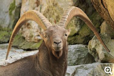Steinbock © pixabay.com