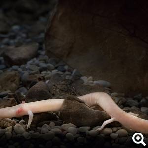 Proteus Anguinus